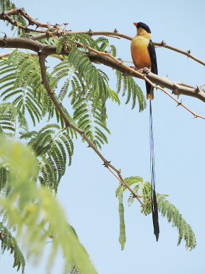 Dit prachtige vogeltje zat bovenin de boom. Ik kon hem mooi vrij krijgen. Hij wipte wel heen en weer.