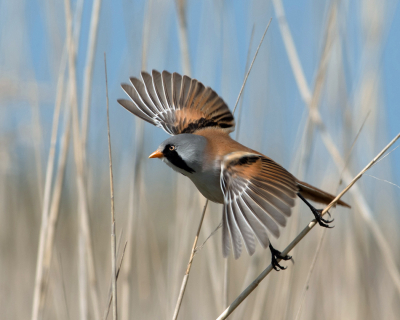 Op het hoofdeiland van de Markerwadden is een rietveldje waar veel baardmannetjes zitten. Ik wilde een vliegende baardman fotograferen, maar ik drukte iets te vroeg af. Nu hangt hij nog met zn poten aan het riet.