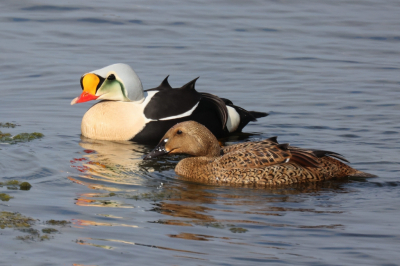 Proefopname om te bezien hoe de foto op birdpix overkomt.