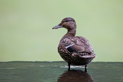 Op de rand van een waterval. Mij viel het contrast tussen het donker groene water in de voorgrond en het lichte groene gras in de achtergrond op.
Met een beetje stroming van het water rond de poten van de eend.