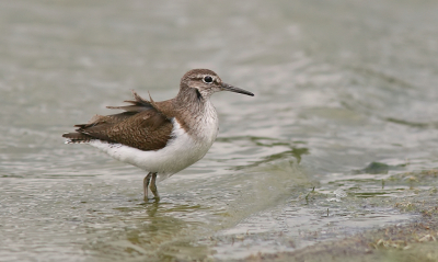 Ik denk nog wel eens met weemoed terug aan de tijd dat het vogeleiland bij de Inlaag Keihoogte er nog niet was en de vogels vaak vlak voor de hut kwamen. Sinds het eilandje er ligt heb ik dat nauwelijks meer meegemaakt. Het eilandje zal voor de vogels misschien beter zijn, maar voor de fotografen niet echt.