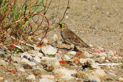 Met de Natuur en Vogelwacht de Vijfheerenlanden een weekje naar Texel. Tot mijn verrassing hier de Strandleeuwerik gevonden en op de foto gezet. Het is daar een beetje rommelige omgeving.met nogal wat oud puin en veel wind.