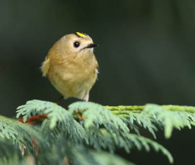 In het pinetum in het bos Birkhoven in Amersfoort dit kleine rakkertje kunnen fotografen. De vuurgoudhaan kwam ook nog kijken maar wilde niet vrij poseren.