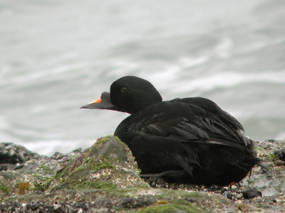 Het was de eerste keer dat ik eens een mannetje zwarte zee-eend op de kant aantrof dus meteen maar wat foto's van gemaakt. (anderen in mijn PA)
Digiscoping Leica APO televid - Nikon Coolpix 990