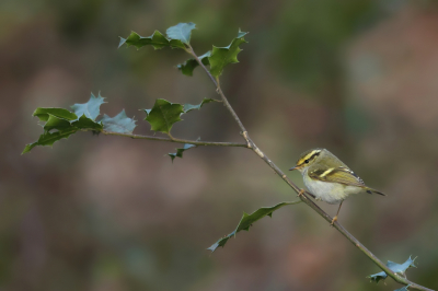 Gisteren een mooie middag beleefd aan de Pallas' boszanger.
Voor mij een nieuwe soort en wat een ADHD-vogeltje is het!
Gelukkig ging die na lang wachten toch nog op een hulsttakje zitten, terwijl de zon bijna onderging.