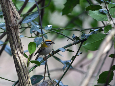 Ik was op zoek naar de Pallas boszanger, maar hij werd steeds weggejaagd door deze vuurgoudhaan. Dus heb ik die maar gefotografeerd. Ook een mooi vogeltje!