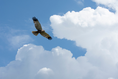 Een van de mooiste roofvogels, althans van mij. Helaas zie je steeds minder.