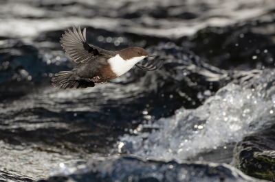 Een waterspreeuw boven een snelstromende rivier, dook er gewoon in.