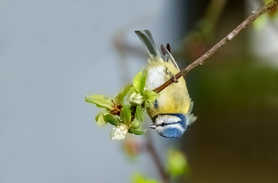 Voorjaar in optima forma, het pimpelmeesje maakt gebruik van de ontluikende knop van de appelboom.