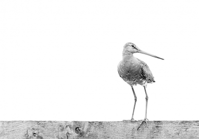 Er zitten veel grutto's in de Bennekomse Hooilanden. Daar hebben ze dan ook een mooi vogelgebied voor aangelegd.