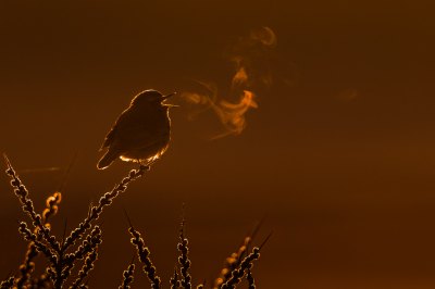 Luscinia svecica / Blauwborst / Bluethroat