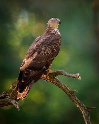 Pernis apivorus / Wespendief / European Honey Buzzard