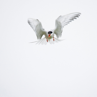 Mijzelf getrakteerd op een dagje Markerwadden.
En van de vele soorten die voorbij kwamen was het visdiefje.
Mooie gelegenheid om een vluchtfoto te maken. De lucht was bewolkt en het licht daardoor gefilterd.