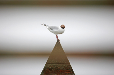 De paden naar de vogelhutten zijn omzoomd zijwanden. Die worden overeind gehouden door staanders en de tegenover elkaar staande staanders zijn met elkaar verbonden met een horizontale lat. Een soort van pergola. Die horizontale latten zijn prima zitplaatsen voor meeuwen, spreeuwen en visdieven. Een gevaarlijke situatie. Niet om dat de vogels je aanvallen, maar omdat met een beetje nat weer het pad naar de hut door alle vogelpoep spekglad wordt. 
Door die horizontale latten heen kon ik deze kokmeeuw fotograferen die op het hoogste puntje van de hut zat. Als een haan op de kerktoren.