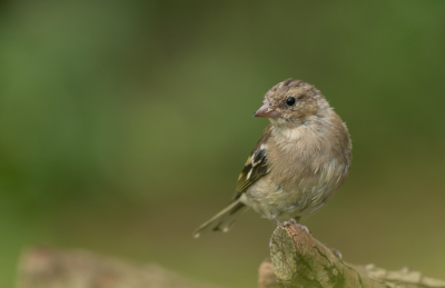 Er zijn zeker 6 juveniele vinken op onze stek hier in Gaasterland. Deze staat er wel leuk op. Ik denk dat het een vrouwtje is want er zijn ook juvenielen die al wat roze/rood beginnen te kleuren.