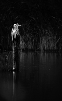 Herkansing wegens scheefstand.
Een blauwe reiger in low key.
Hij sprong er uit tegen het donkere riet. Om dat te accentueren in het veld onderbelicht.
Niet iedereen zal dit mooi vinden, maar ik vond het wel een leuk experiment.