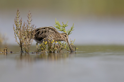 Bij het voedsel zoeken liep de watersnip doorheen een bosje met goudknopjes en zeekraal.