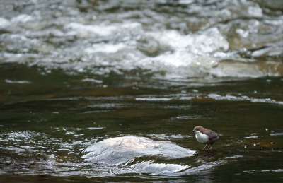 Tijdens het Ardennen weekend in september ook deze mooie soort gezien.

Cinclus cinclus aquaticus - Roodbuikwaterspreeuw.

Het was even zoeken en meestal bleven ze op grote afstand, hier zat hij/zij wat dichterbij. 

Bewust voor deze compo gekozen om zoveel mogelijk van het typische leefgebied weet te geven.

Foto is zoals de situatie en het weer was, behoorlijk donker. Af en toe wat motregen, dus ISO moest ook aardig omhoog.