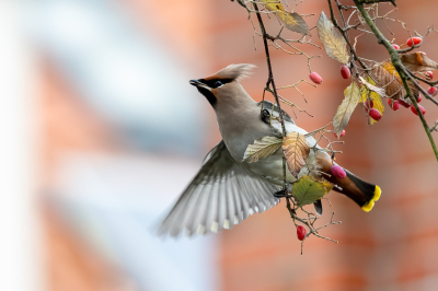 Eindelijk een paar Pestvogels op redelijke afstand in de buurt, maar wel zwaar bewolkt met motregen. Deze wel knap weten te fotograferen, ik weer blij.