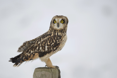 Het geluk is met de dommen. Hij ging hier vlak voor mij op een paaltje zitten poseren. Dan is fotograferen een fluitje van een cent.