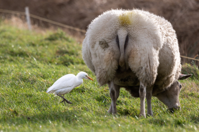 Deze doet zijn naam geen eer aan, gewoon tussen de schapen.
Niet de schaap zijn beste kant, wel samen op de foto.