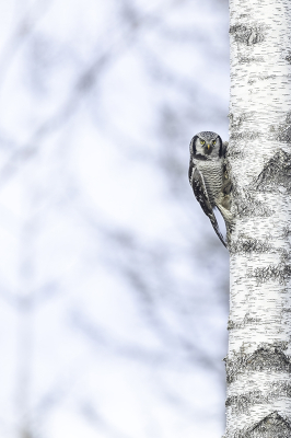 Surnia ulula / Sperweruil / Northern Hawk-Owl