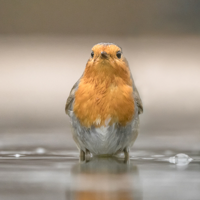 Erithacus rubecula / Roodborst / European Robin