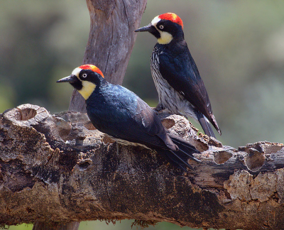 Melanerpes formicivorus / Eikelspecht / Acorn Woodpecker