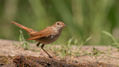 O kijk daar, ik kan niet op de naam komen, nu fotograferen en straks opzoeken welke soort het is, zo hebben wij diverse foto's gemaakt vanuit een hutje.
En de soorten ( die wij op die dag nog niet kenden ) werden de nachtegaal, draaihals  en de rose spreeuw. Inmiddels staan er al veel soorten  op ons lijstje en ken ze al aardig uit m'n hoofd. Geluiden herkennen is iets moeilijker.