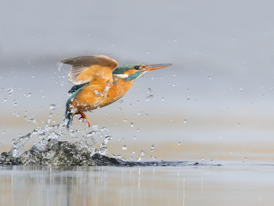 Dit is een split second later dan de eerder geplaatste foto ze komen razendsnel uit het water tevoorschijn.