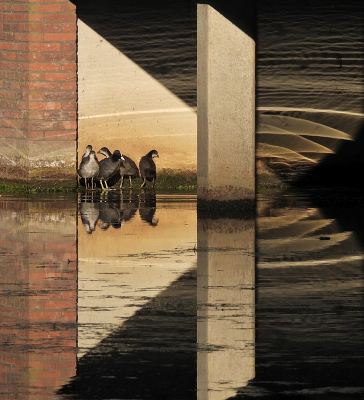 Fulica atra / Meerkoet / Eurasian Coot