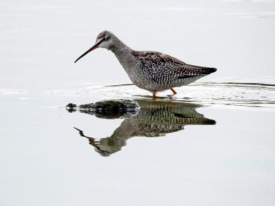 Bird picture: Tringa erythropus / Zwarte Ruiter / Spotted Redshank