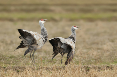 Tijdens het omwoelen van de grond werden Canadese kraanvogels lastig gevallen door een Oostelijke zwarte wouw. Dit werd niet gewaardeerd. 
Ze openden hun snavel en maakten zich breed.