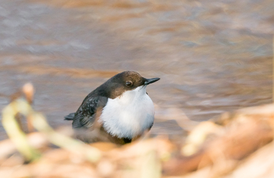 Het is nu stil op Birdpix wat betreft de Waterspreeuw, dus dacht ik om er nog 1 te plaatsen. Hij zat hier in de kant en vond hem wel mooi uitkomen in het riet