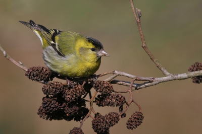 Was naar de Groote Peel gegaan voor de Blauwborst en kwam thuis met een geheugenkaart vol met Sijsjes. Deze klassieker, man Sijs op elzenproppen vond ik zelf erg geslaagd. Foto is verder niet bewerkt, alleen voor de compositie boven en links een klein randje afgesneden.

Canon EOS 20D, 400mm f/5.6; ISO 200, 1/500s @ f/8, met eenpoot.