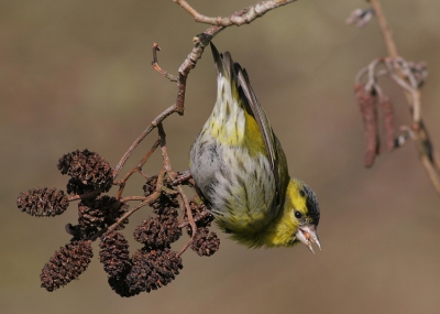 Hierbij nog een foto van dezelfde Sijs als een paar dagen geleden (ben nu de foto's aan het uitzoeken); dit keer in een andere houding met wat meer acrobatiek.

Canon EOS 20D, 400mm f/5.6; ISO 200, 1/500s @ f/8, met eenpoot.