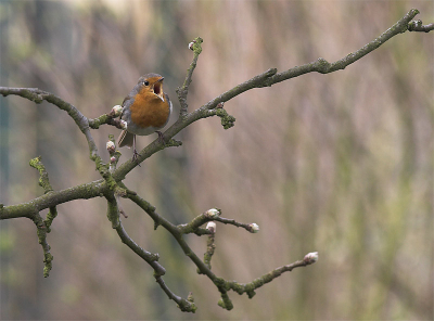 Het is lente!!!! Het is lente!!!!