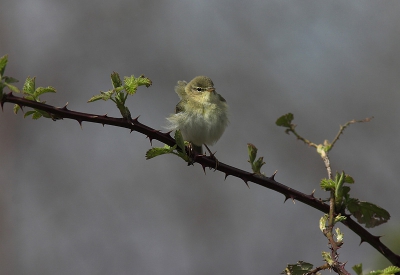 Naar aanleiding van een tip op zoek gegaan naar blauwborst. Deze niet gespot. Wel veel andere waarnemingen waarvan deze fitis in ieder geval het fotografische hoogtepunt was. Naar aanleiding van een tip op zoek gegaan naar blauwborst. Deze niet gespot. Wel veel andere waarnemingen waarvan deze fitis in ieder geval het fotografische hoogtepunt was.