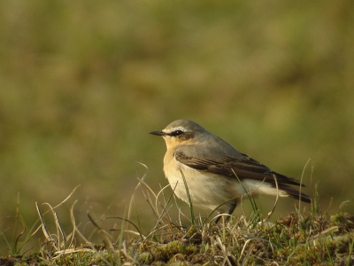 Nog maar een foto van de tapuit, deze keer iets meer gecropt, zodat de vogel meer rechts komt te zitten.

Zeiss Diascope 85 met Sony DSC W17