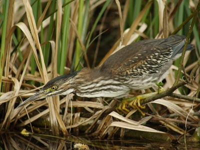 en nog eentje. Deze jaaghouding neemt hij heel vaak aan. Heb deze pose nog niet gezien op BP. Dus vandaar. En sorry mensen voor wederom Groene Reiger plaatjes, maar ja, hoe vaak heb je de kans om deze te fotograferen in Nederland. Zeg nou zelf! Niet zo heel vaak toch?