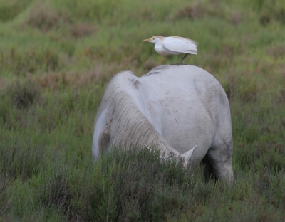 Hier nog een plaatje van een Koereiger in z'n omgeving (doet met een paard als onderstel niet helemaal zijn naam eer aan, maar a la).