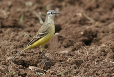 Canon Eos 20D en Canon 100-400mm.