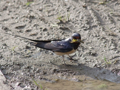 Omdat ze druk waren met modder halen om de nesten wat bij te werken doen ze ook niet moeilijk als je met de auto naast die modderplas gaat staan. Ook de zon kwam nog wat door wat later in de middag, dus wat wil je nog meer! Canon-20D, ISO-800, 300mm, 1/640 sec.