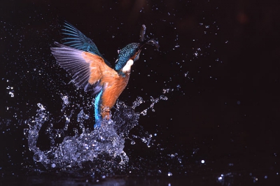 IJsvogel komt uit het water met twee visjes tegelijk.