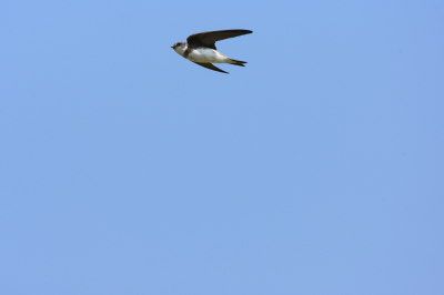 Hier de originele foto van de Oeverzwaluw. Doordat hij nogal dicht tegen de bovenrand zit "moest" ik meer croppen om een goed formaat/compositie te krijgen. Zie ook album: Vogels van nederland en Belgie.
Canon 1D Mark II N, EF 300mm f/2.8, 1.4x, f/5.6, +1 stop, 1/1600 sec, ISO 640. Uit de hand.