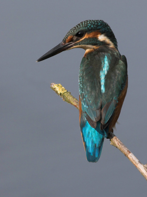 Hierbij dan de verbeterde IJsvogel.