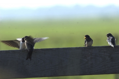 drie jonge zwaluwen op een hek een wordt er gevoerd