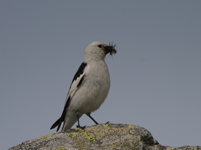 Gemaakt met canon 10d en 100/400 lens.