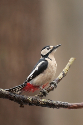 Ondanks het druilige weer vanmorgen toch een paar uurtjes in het bos doorgebracht. Deze specht kwam eventjes poseren. Net lang genoeg om een paar plaatjes te maken.

30D, 500/4, iso 800

Gr

Hillebrand
www.pixus.nl