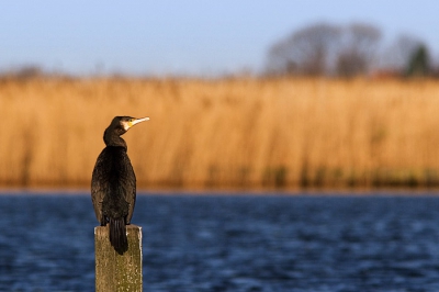 De aalscholver zit op z'n gemak op een lekker hapje te wachten.